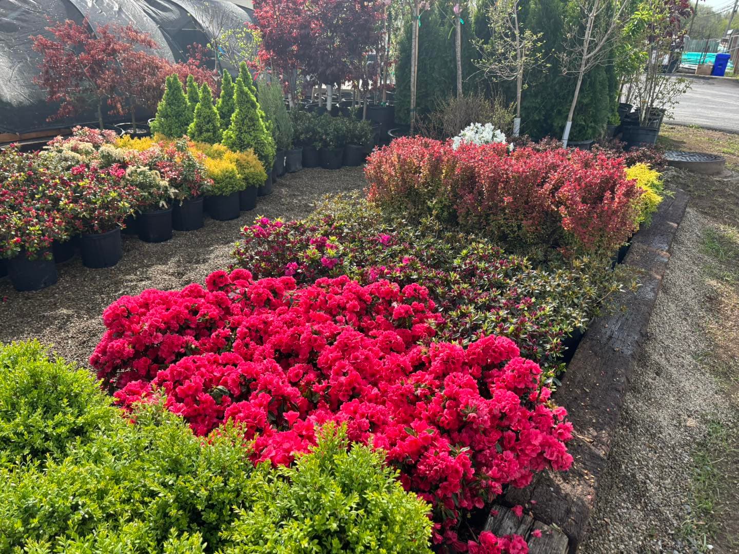 Colorful Japanese maples and flowering shrubs at Brandon's Nursery