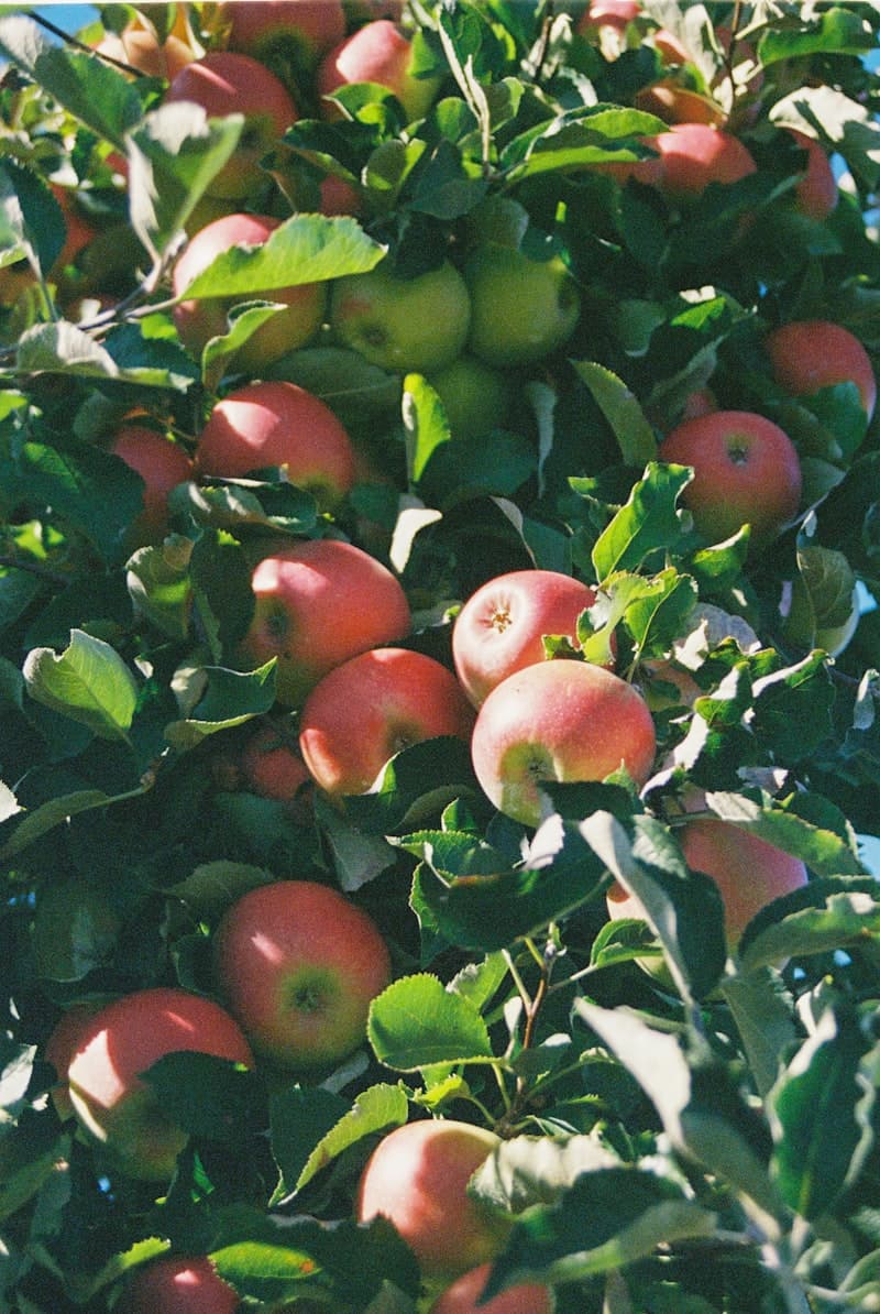 Ripe apples growing on a fruit tree