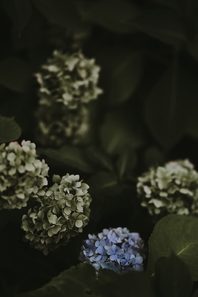 Blue and green hydrangea blooms