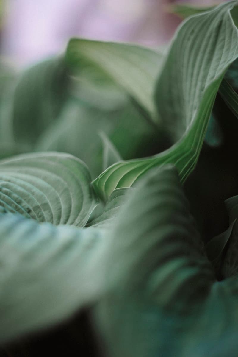 Lush green hosta plants in a shade garden