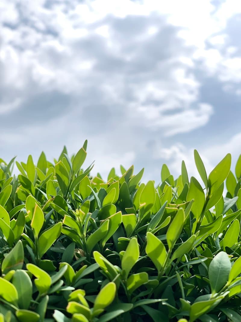 Neatly shaped boxwood shrubs in a garden